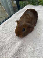 Prachtige jongen cavia’s, Cavia, Juni, Mannelijk, Tam