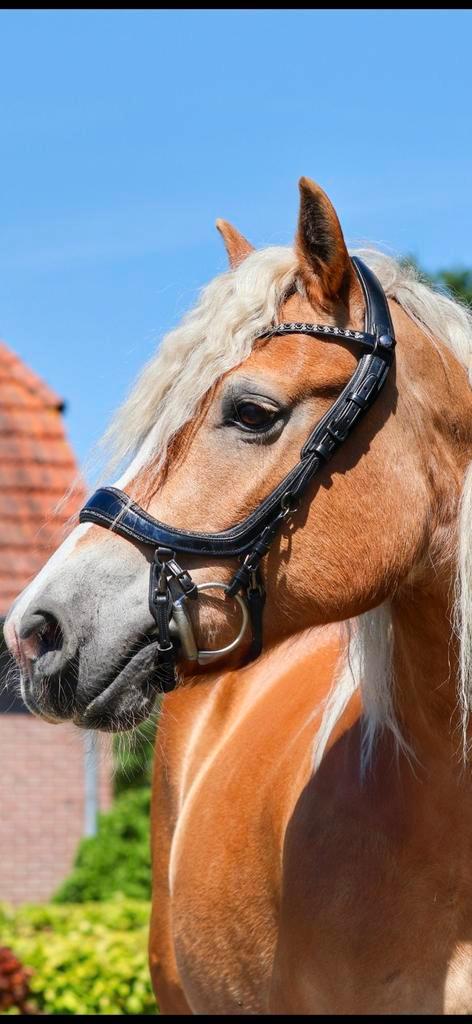 Glitter hoofdstel cob, Dieren en Toebehoren, Paarden en Pony's | Hoofdstellen en Tuigage, Zo goed als nieuw, Dressuur, Ophalen