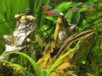 Siamese Algeneters ca 9cm lang - Epalzeorhynchus siamensis, Dieren en Toebehoren, Vissen | Aquariumvissen, Vis