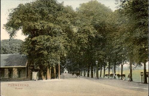 Purmerend Purmer met koeien st 1907, Verzamelen, Ansichtkaarten | Nederland, Gelopen, Noord-Holland, Voor 1920, Verzenden