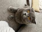 Britse khorthaar ( vrouw), Dieren en Toebehoren, Katten en Kittens | Raskatten | Korthaar, Poes, 0 tot 2 jaar