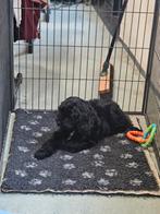 Prachtige Labradoodle teef van 10 weken oud, Dieren en Toebehoren, Honden | Chihuahua's en Gezelschapshonden, Overige rassen, 8 tot 15 weken