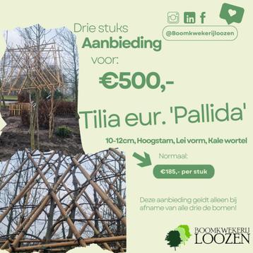 Tilia europaea 'Pallida' - 3 Bomen Aanbieding! - Leilinde beschikbaar voor biedingen