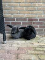 Konijnen, Dieren en Toebehoren, Meerdere dieren, Hangoor, 3 tot 5 jaar