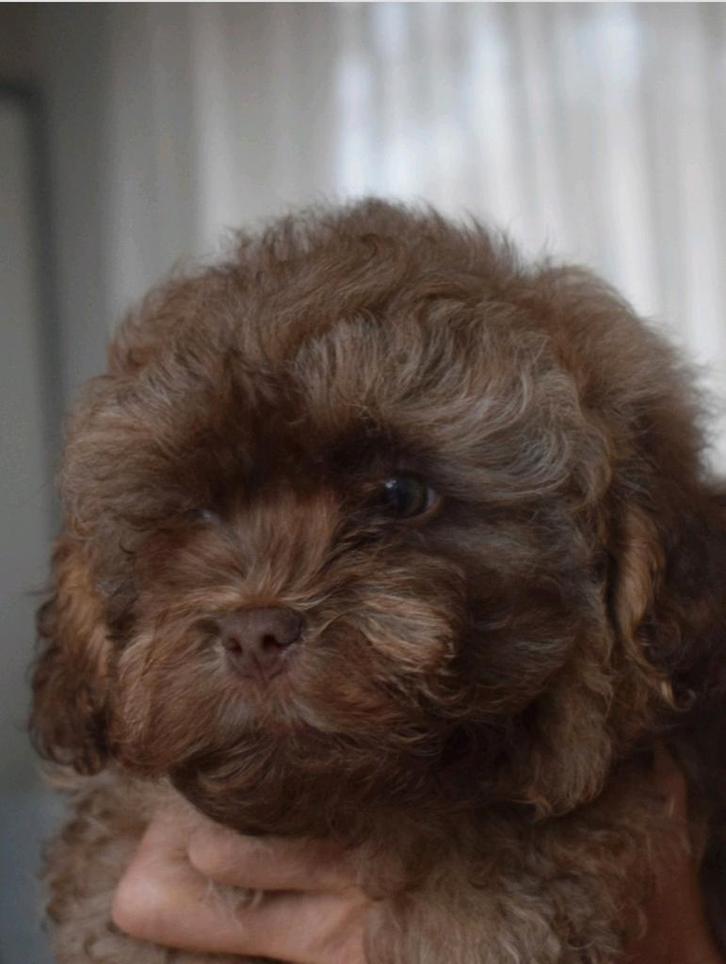 Nog 1 ♂️  bolonka zwetna  beschikbaar met stamboom  van  rvb, Dieren en Toebehoren, Honden | Chihuahua's en Gezelschapshonden