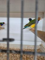 Gould amadines, Dieren en Toebehoren, Vogels | Overige Vogels, Meerdere dieren, Tropenvogel