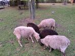 Gratis af te halen oude ouessant ooi, Dieren en Toebehoren, Schapen, Geiten en Varkens, Vrouwelijk, Schaap