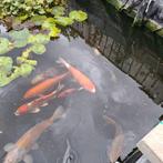 Complete vijver aangeboden, Tuin en Terras, Ophalen, Gebruikt