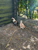 Duitse faverolles, Dieren en Toebehoren, Pluimvee, Meerdere dieren, Kip