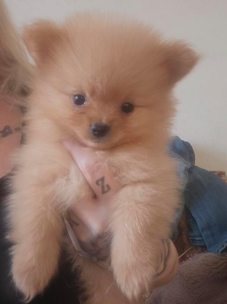 Pomeriaan x pomchi nog 1 reutje zoekt een warm mandje, Dieren en Toebehoren, Honden | Chihuahua's en Gezelschapshonden, Meerdere dieren