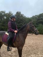 Te koop Welsh d- pony, Dieren en Toebehoren, Pony's, Gechipt, Ruin, L, 11 jaar of ouder