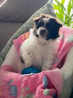 Maltipompups, Parvo, 8 tot 15 weken, Meerdere dieren, Eén hond