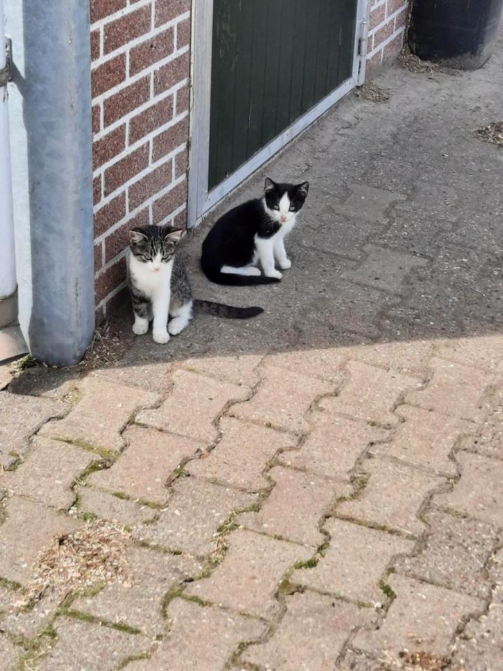 Schattige boerderij kittens, Dieren en Toebehoren, Katten en Kittens | Overige Katten