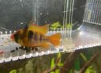 Antennebaarsje (man) - Mikrogeophagus ramirezi, Dieren en Toebehoren, Vissen | Aquariumvissen, Vis, Zoetwatervis
