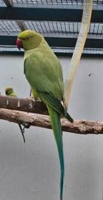 Groene halsbandparkiet dubbel split man, Mannelijk, Parkiet