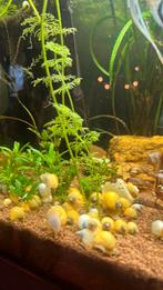 Gele appelslakken, Dieren en Toebehoren, Vissen | Aquariumvissen, Vis