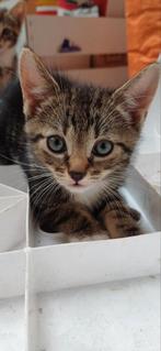 Kittens te koop, Dieren en Toebehoren, Katten en Kittens | Overige Katten, Poes, Kortharig, 0 tot 2 jaar