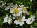 **ACTIE** Rosa multiflora, veelbloemige roos, wit bloeiend, Ophalen of Verzenden, Overige soorten, Struik, Minder dan 100 cm