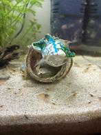 Neo cardina garnalen, Dieren en Toebehoren, Vissen | Aquariumvissen, Kreeft, Krab of Garnaal, Zoetwatervis