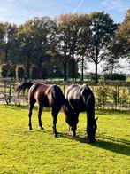 Weide te huur gevraagd HEETEN, Dieren en Toebehoren, Stalling en Weidegang, Weidegang, 2 of 3 paarden of pony's