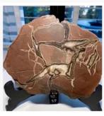 Schijf Septarie Portugal op stand, /15 x 12 x 2 cm, Verzamelen, Mineralen en Fossielen, Ophalen of Verzenden