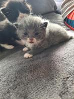 Halve maincoon kittens, Dieren en Toebehoren, Meerdere dieren