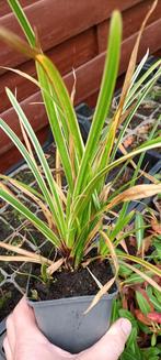 Carex morrowii Variegata, Ophalen, Vaste plant, Siergrassen, Halfschaduw