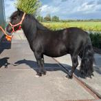 ** KNAPPE & LIEVE 4 JARIGE GROTE N.S.P.S SHETLANDER RUIN**, Dieren en Toebehoren, Paarden, Minder dan 160 cm, Ruin, 3 tot 6 jaar