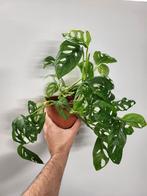 Monstera Adansonii European Mint, Ophalen of Verzenden, Overige soorten, Minder dan 100 cm