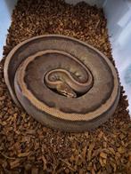 Genetic stripe, Dieren en Toebehoren
