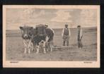 Brabant - Ploegen (met ossen?), Verzenden, Ongelopen, Noord-Brabant