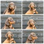 Prachtige Choco-Tan dwerg teckel pups beschikbaar!, Dieren en Toebehoren, Honden | Teckels en Dashonden, Nederland, CDV (hondenziekte)