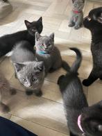 Britse korthaar kittens, Dieren en Toebehoren, Katten en Kittens | Raskatten | Korthaar, Meerdere dieren, Ontwormd, 0 tot 2 jaar
