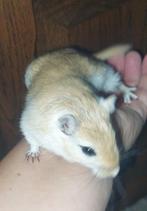 Gerbil man, Dieren en Toebehoren, Knaagdieren, April, Mannelijk, Overige typen, Tam