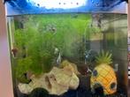 Superfish aquarium compleet met veel accessoires, Dieren en Toebehoren, Vissen | Aquaria en Toebehoren, Ophalen of Verzenden, Zo goed als nieuw
