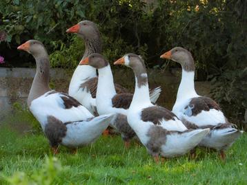 5 jonge Twentse landganzen te koop  beschikbaar voor biedingen