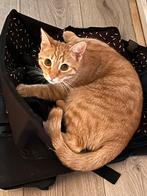 Nieuw huisje gezocht voor 9 maanden oude rode kitten( kater), Boeken, Dieren en Huisdieren, Ophalen of Verzenden