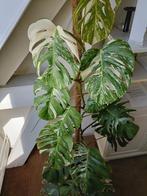 Monstera albo variegata 1.80 hoog, Huis en Inrichting, Kamerplanten, Ophalen, Overige soorten, 150 tot 200 cm