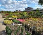 kwekerij tuinplanten en bomen voor hovenier en particulier, Ophalen, Zomer, Overige soorten, Volle zon