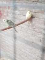 Jong koppel  Kakarikis, Dieren en Toebehoren, Vogels | Overige Vogels, Meerdere dieren, Tropenvogel, Geringd