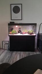 Juwel Rio 240 ( Alleen aquarium+kast en externe filter), Dieren en Toebehoren, Ophalen