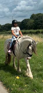 Prive ponyles,paardrijden, Dieren en Toebehoren, Ophalen, Recreatie