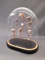 Taxidermie foetus varken gemummificeerd, Ophalen of Verzenden, Zo goed als nieuw, Boerderijdier, Opgezet dier