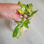 Philodendron Pedatum variegata gewortelde stek, Huis en Inrichting, Kamerplanten, Ophalen of Verzenden, Overige soorten, Minder dan 100 cm