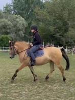 Te koop: veelbelovende 3-jarige sportpony merrie – Pippa, Dieren en Toebehoren, Pony's, Merrie, Gechipt, Zadelmak, 3 tot 6 jaar
