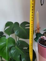 Monstera Deliciosa - Gatenplant, Overige soorten, Vaste plant, Ophalen of Verzenden, Bloeit niet