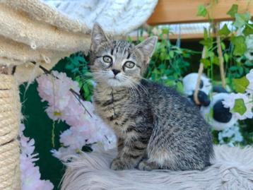 Lieve kitten van 10 weken beschikbaar voor biedingen