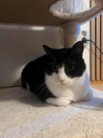 Europees korthaar, Dieren en Toebehoren, Katten en Kittens | Overige Katten, Kater, Kortharig, 0 tot 2 jaar