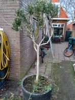 Mooie Olijfboom, Tuin en Terras, Planten | Bomen, Bloeit niet, Ophalen of Verzenden, 100 tot 250 cm, Olijfboom