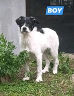 DRINGEND Jack Russell broertjes en zusjes zoeken adoptanten, Dieren en Toebehoren, Honden | Jack Russells en Terriërs, Rabiës (hondsdolheid)